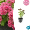 LA GREEN TOUCH - Orpin 'herbstfreude' x20 – entre 1,25 et 1,67m2