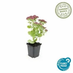 LA GREEN TOUCH - Orpin 'herbstfreude' x20 – entre 1,25 et 1,67m2