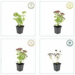 LA GREEN TOUCH - Orpin 'herbstfreude' x20 – entre 1,25 et 1,67m2