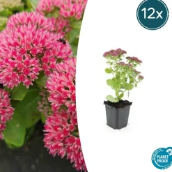 LA GREEN TOUCH - Orpin 'herbstfreude' x20 – entre 1,25 et 1,67m2