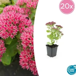 LA GREEN TOUCH - Orpin 'herbstfreude' x20 – entre 1,25 et 1,67m2
