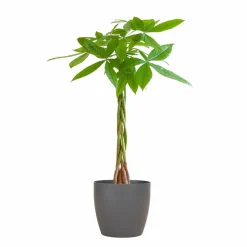 LA GREEN TOUCH - Pachira aquatica et son pot gris - hauteur 80cm