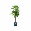 LA GREEN TOUCH - Pachira aquatica et son pot bleu - hauteur 160cm
