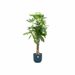 LA GREEN TOUCH - Pachira aquatica et son pot bleu - hauteur 160cm