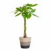 LA GREEN TOUCH - Pachira aquatica et son pot panier multicolor - hauteur 80cm