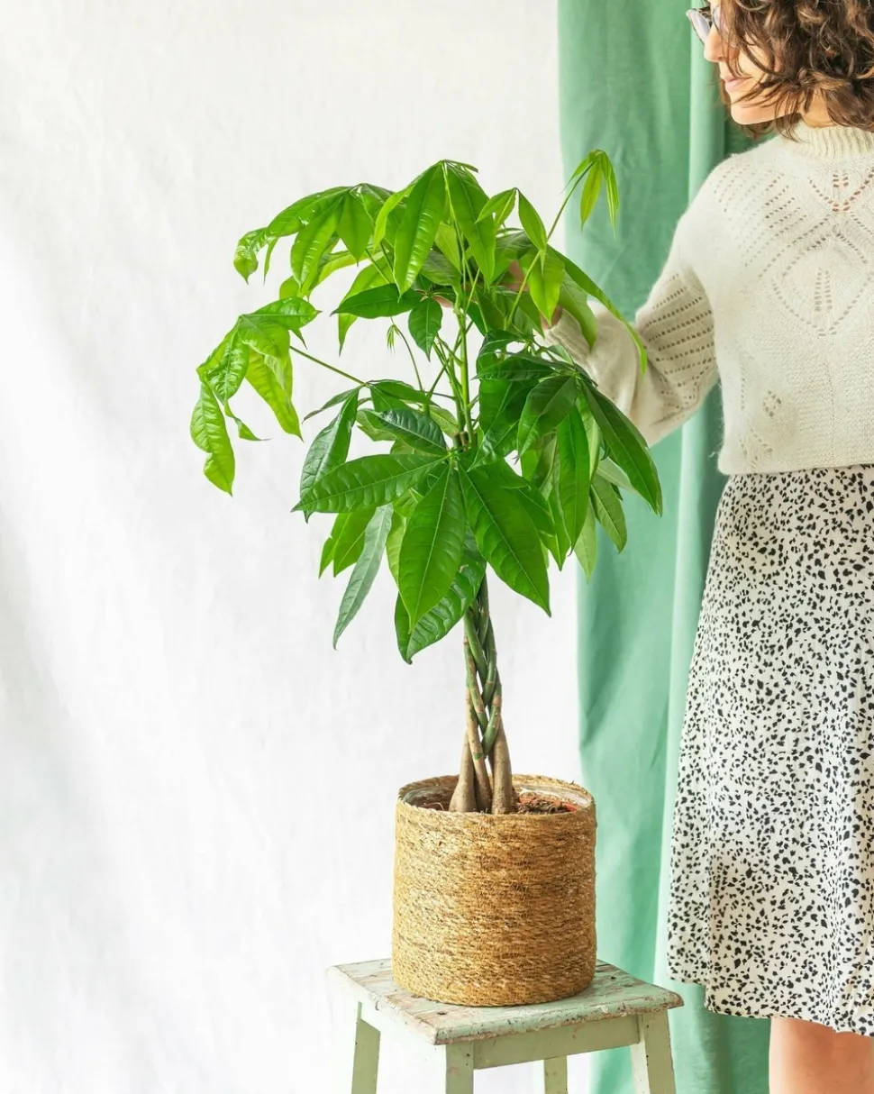 LA GREEN TOUCH - Pachira tronc tressé 80cm - plante d'intérieur