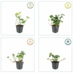 LA GREEN TOUCH - Pachysandre du japon 'green sheen' x60 – entre 3,75 et 5m2