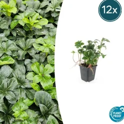 LA GREEN TOUCH - Pachysandre du japon 'green sheen' x60 – entre 3,75 et 5m2