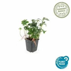 LA GREEN TOUCH - Pachysandre du japon 'green sheen' x40 – entre 2,5 et 3,33m2