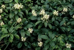 LA GREEN TOUCH - Pachysandre du japon 'green sheen' x40 – entre 2,5 et 3,33m2