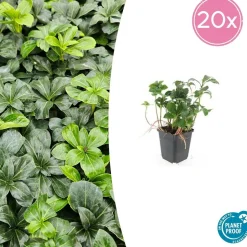 LA GREEN TOUCH - Pachysandre du japon 'green sheen' x20 – entre 1,25 et 1,67m2