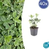 LA GREEN TOUCH - Pachysandre du japon 'variegata' x40 – entre 2,5 et 3,33m2