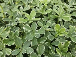 LA GREEN TOUCH - Pachysandre du japon 'variegata' x60 – entre 3,75 et 5m2