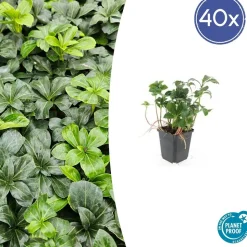 LA GREEN TOUCH - Pachysandre du japon 'green sheen' x12 – entre 0,75 et 1m2