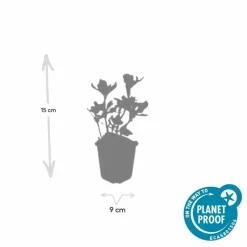 LA GREEN TOUCH - Pachysandre du japon 'variegata' x20 – entre 1,25 et 1,67m2