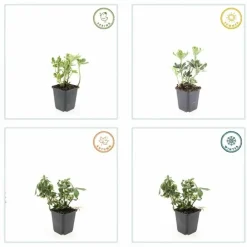 LA GREEN TOUCH - Pachysandre du japon 'variegata' x20 – entre 1,25 et 1,67m2
