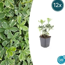 LA GREEN TOUCH - Pachysandre du japon 'variegata' x20 – entre 1,25 et 1,67m2