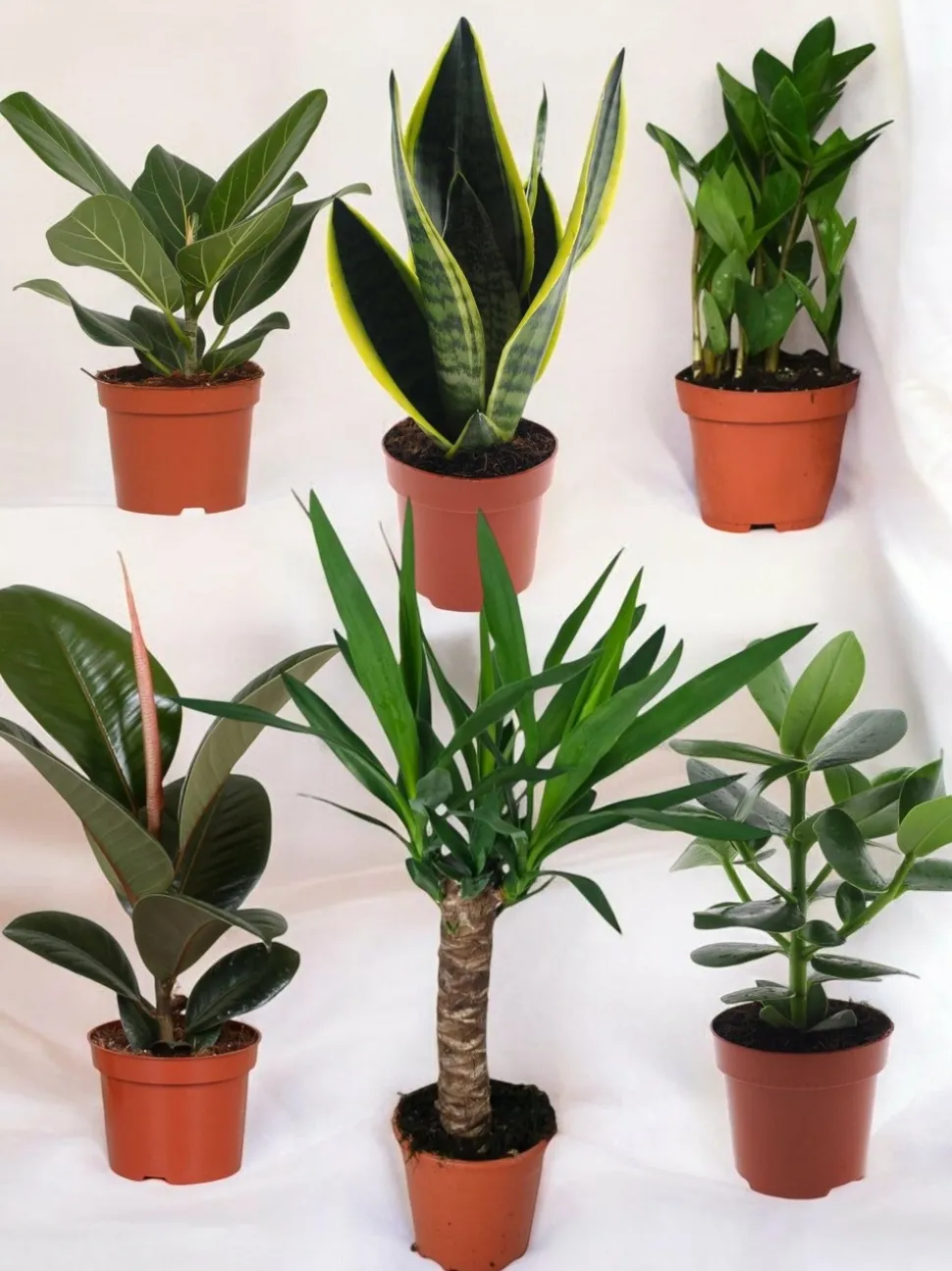 LA GREEN TOUCH - Pack de 6 plantes faciles d'entretien