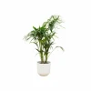 LA GREEN TOUCH - Palmier kentia 160cm et son pot blanc 26cm - hauteur 160cm