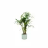 LA GREEN TOUCH - Palmier kentia 130cm et son pot vert océan - hauteur 130cm