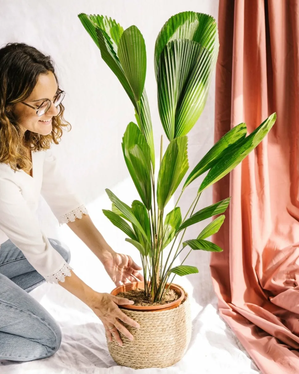 LA GREEN TOUCH - Palmier licuala grandis h110cm 120cm - plante d'intérieur