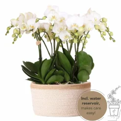 LA GREEN TOUCH - Panier en coton avec 3 orchidées blanches et arrosage intégré