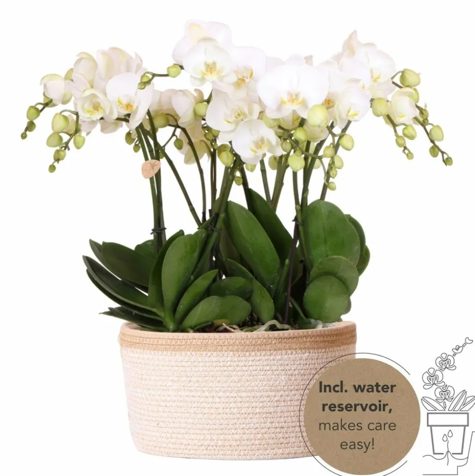 LA GREEN TOUCH - Panier en coton avec 3 orchidées blanches et arrosage intégré