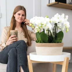 LA GREEN TOUCH - Panier en coton avec 3 orchidées blanches et arrosage intégré