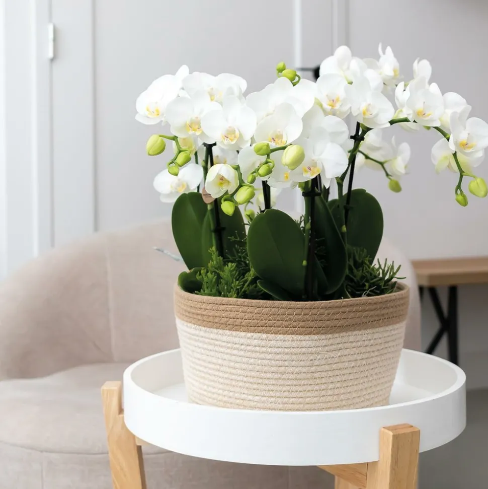 LA GREEN TOUCH - Panier en coton avec 3 orchidées blanches et arrosage intégré