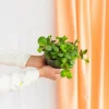 LA GREEN TOUCH - Peperomia hope 15cm - plante d'intérieur