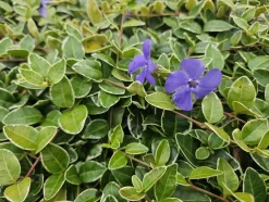 LA GREEN TOUCH - Petite pervenche 'argenteovariegata' x20 – entre 1,25 et 1,67m2
