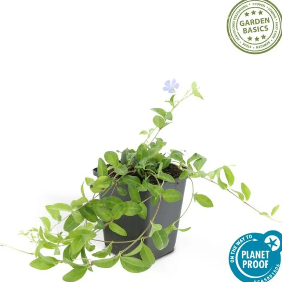 LA GREEN TOUCH - Petite pervenche (vinca minor) x6 – entre 0,38 et 0,5m2