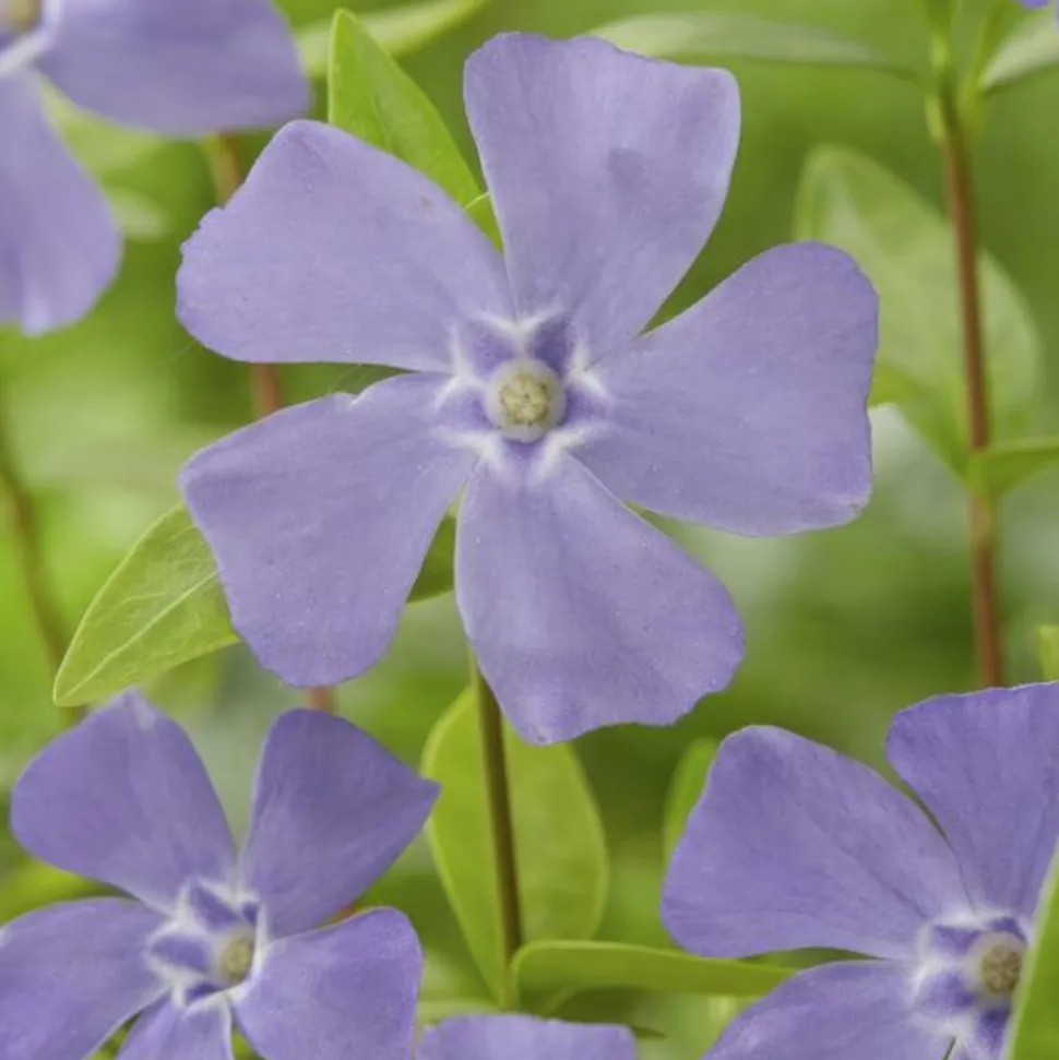 LA GREEN TOUCH - Petite pervenche (vinca minor) x6 – entre 0,38 et 0,5m2