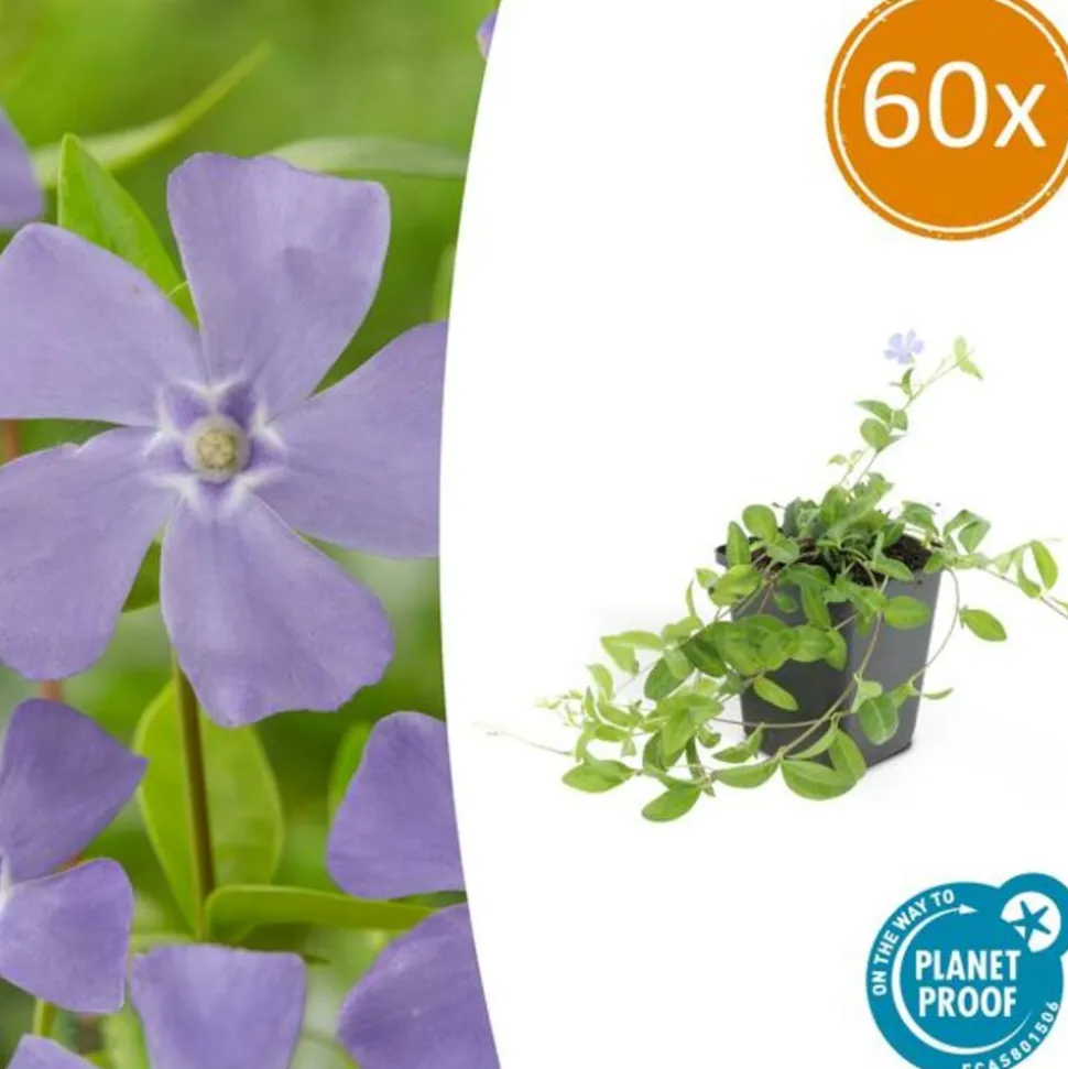 LA GREEN TOUCH - Petite pervenche (vinca minor) x60 – entre 3,75 et 5m2