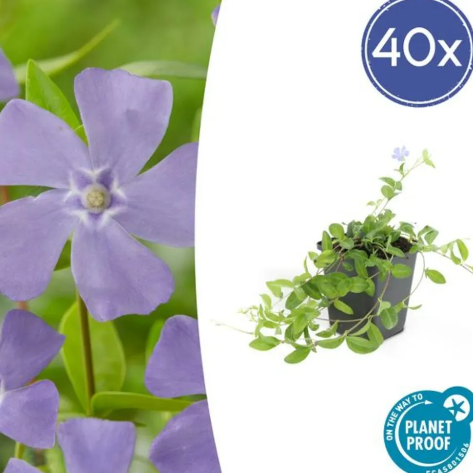 LA GREEN TOUCH - Petite pervenche (vinca minor) x60 – entre 3,75 et 5m2