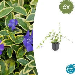 LA GREEN TOUCH - Petite pervenche 'blue and gold' x20 – entre 1,25 et 1,67m2