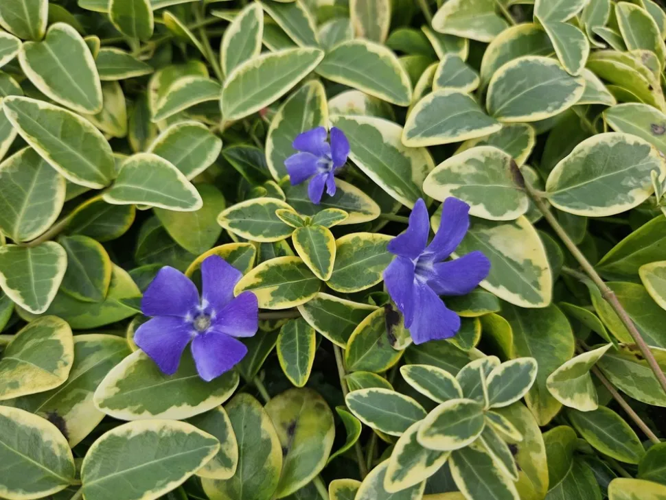 LA GREEN TOUCH - Petite pervenche 'aureovariegata' x40 – entre 2,5 et 3,33m2