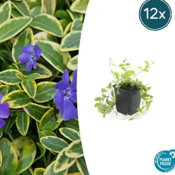 LA GREEN TOUCH - Petite pervenche 'aureovariegata' x40 – entre 2,5 et 3,33m2