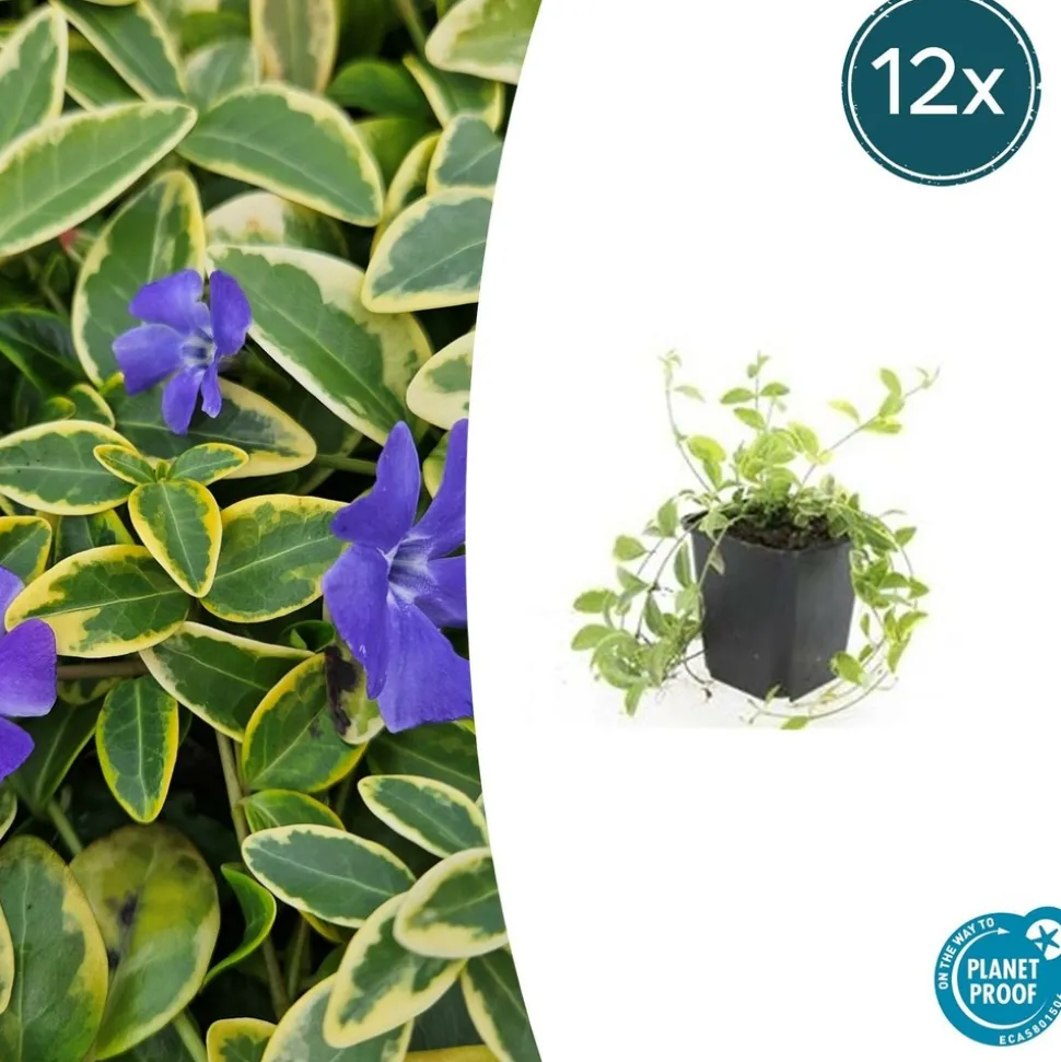 LA GREEN TOUCH - Petite pervenche 'aureovariegata' x40 – entre 2,5 et 3,33m2