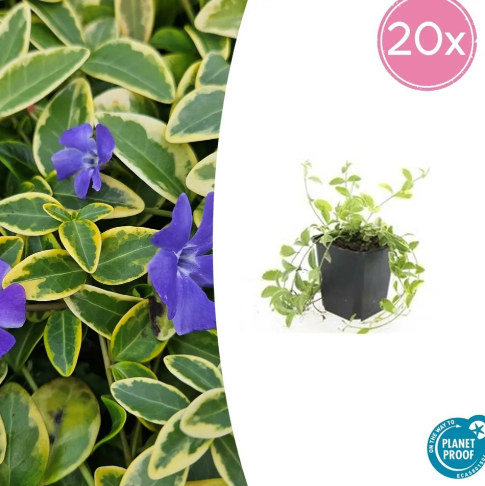 LA GREEN TOUCH - Petite pervenche 'aureovariegata' x40 – entre 2,5 et 3,33m2