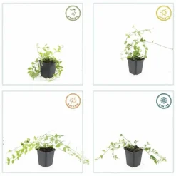 LA GREEN TOUCH - Petite pervenche 'aureovariegata' x60 – entre 3,75 et 5m2
