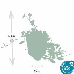 LA GREEN TOUCH - Petite pervenche 'la grave' x40 – entre 2,5 et 3,33m2