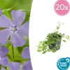 LA GREEN TOUCH - Petite pervenche 'la grave' x20 – entre 1,25 et 1,67m2