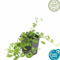 LA GREEN TOUCH - Petite pervenche 'la grave' x20 – entre 1,25 et 1,67m2
