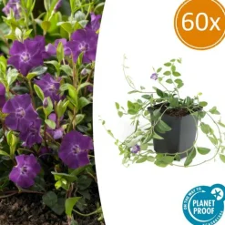 LA GREEN TOUCH - Petite pervenche 'atropurpurea' x60 – entre 3,75 et 5m2