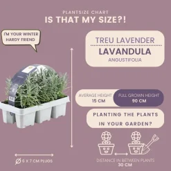 LA GREEN TOUCH - Petite pervenche 'atropurpurea' x40 – entre 2,5 et 3,33m2