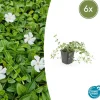 LA GREEN TOUCH - Petite pervenche 'gertrude jekyll' x6 – entre 0,38 et 0,5m2