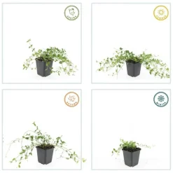 LA GREEN TOUCH - Petite pervenche 'gertrude jekyll' x6 – entre 0,38 et 0,5m2