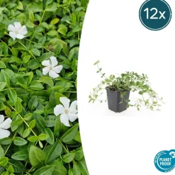 LA GREEN TOUCH - Petite pervenche 'gertrude jekyll' x6 – entre 0,38 et 0,5m2