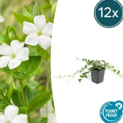 LA GREEN TOUCH - Petite pervenche 'alba' x6 – entre 0,38 et 0,5m2
